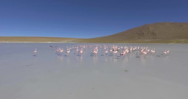在Eduardo Abaroa国家公园 Uyuni Potosi Bolivia 壮观湖中的大量火烈鸟正在觅食 行走和放松 — 图库视频影像