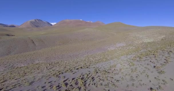Brown Vicua Vicugna Kameraya Bakıyor Salar Chalviri Potosi Bolivya Olarak — Stok video