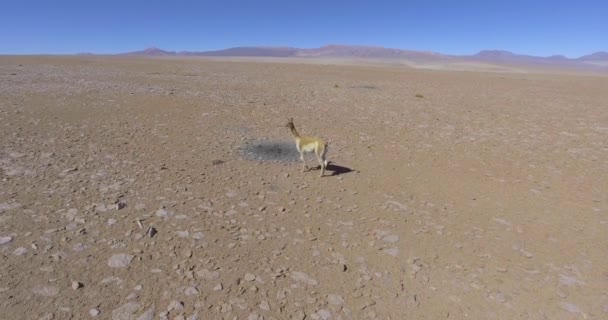 Brown Vicua Vicugna 看着摄像机 慢慢地与他们的小组一起在Salar Chalviri 也称为Salar Ohalviri Potosi Bolivia — 图库视频影像