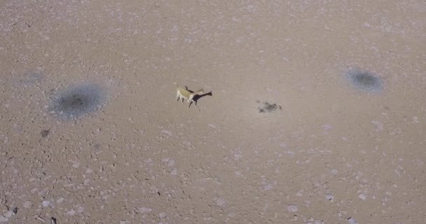 Brown Vicua Vicugna Curioso Conoscere Ombra Del Drone Terra Nel — Video Stock