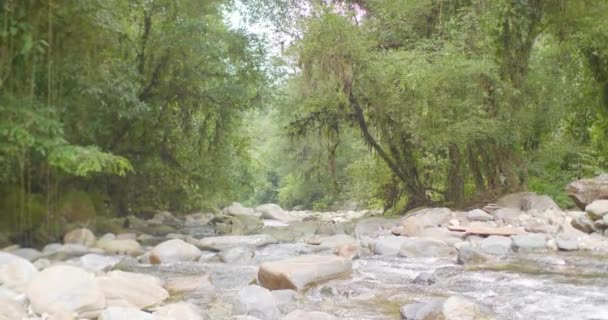 Rivier Het Midden Van Vegetatie Het Beroemde Toeristische Tayrona Park — Stockvideo