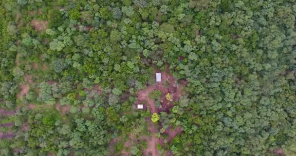 ボリビアのチャラグア 2017年3月25日 牛のドローンで上からの眺めが広がる木々とたくさんの植生 — ストック動画