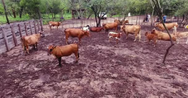 ボリビアのチャラグア 2017年3月25日 牛のドローンで見るバーンとその周りの木々や植生の多くでいっぱいです — ストック動画