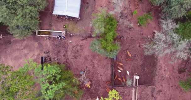 Charagua Βολιβία Μαρτίου 2017 Άποψη Από Ψηλά Drone Cattle Barn — Αρχείο Βίντεο