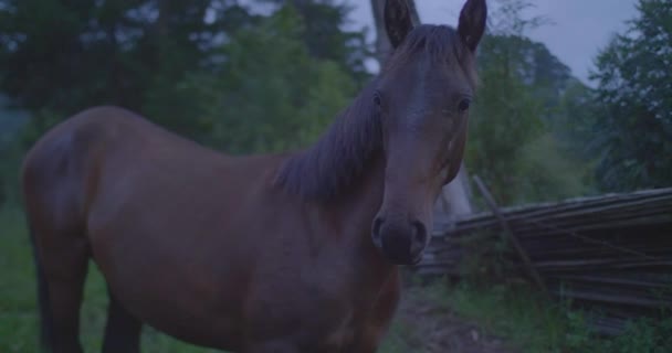Одинокий Тонкий Конь Огорожен Колючей Проволокой Поле — стоковое видео