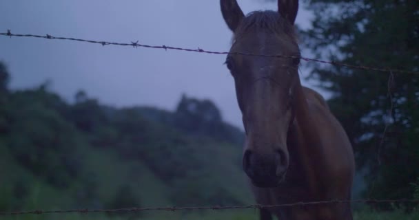 Caballo Simple Delgado Detrás Una Cerca Alambre Púas Campo — Vídeo de stock