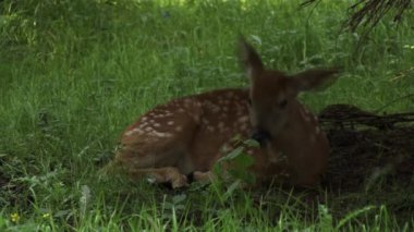 Oturan Geyik Otları ve Kulaklarını Çevrelerindeki Sineklerle Çok Taşımak