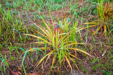 Ananas bitkisi (Ananas comosus), Riberalta, Beni / Bolivya 'daki Bahçede Yenilebilir Meyveli Tropikal Bitki