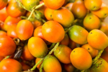 Aa Palm ya da Asai Ağacı (Euterpe oleracea) Bolivya Amazoncasında meyveli Riberalta, Beni Bolivya