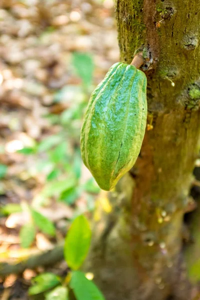 緑のカカオ テオブロマカカオ 木の上の果物は ボリビアのリベラルタの木の上の地面の近くにぶら下がっています — ストック写真