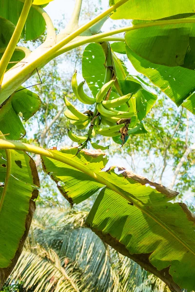 Green Yellow Quite Ripe Bananas Hanging Plant Amazon Rainforest Agroforestry — стокове фото