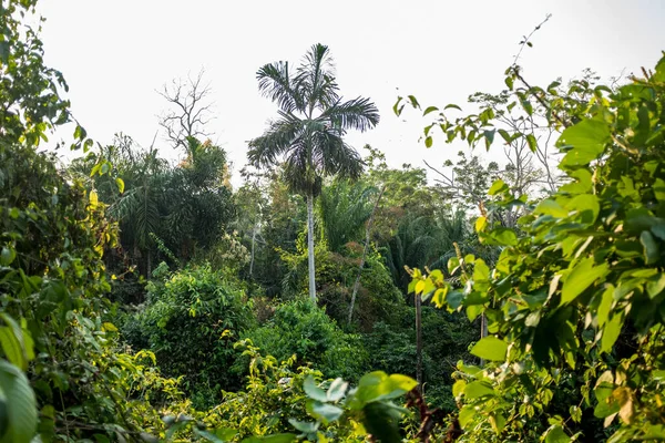 晴れた日には ボリビアのさまざまな熱帯の木の真ん中にあるヤシの木アマゾンの土地 — ストック写真