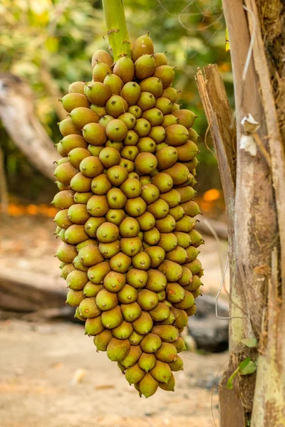 Immense Grappe Fruits Motacu Attalea Suspendue Palmier — Photo