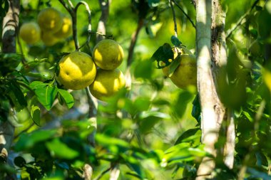 Riberalta, Beni / Bolivya 'daki Amazon Yağmur Ormanları Parcela Toprakları' ndaki Ağaca asılı Büyük Sarı Limonlar