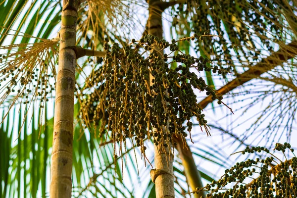 Palm Asai Ağacı Euterpe Oleracea Bolivya Amazoncasında Meyveli Riberalta Beni — Stok fotoğraf