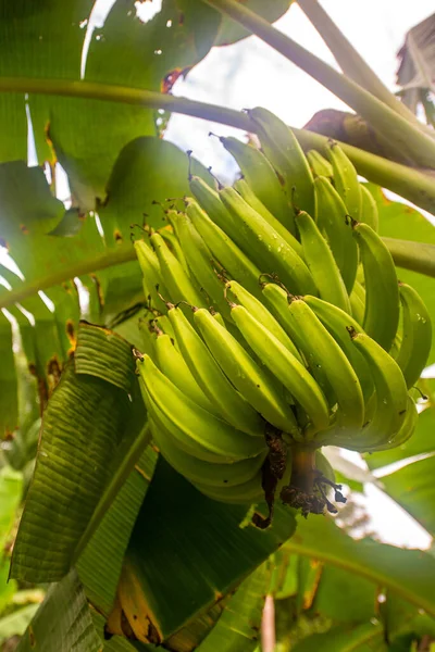 Green Yellow Quite Ripe Bananas Hanging Plant Amazon Rainforest Agroforestry — ストック写真