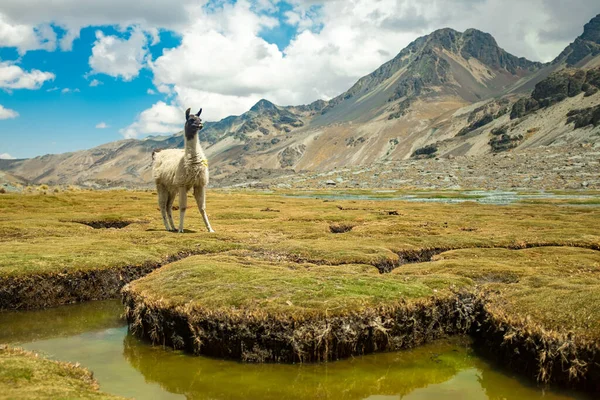 Lama Bianco Che Fissa Macchina Fotografica Sull Erba Nella Valle — Foto Stock