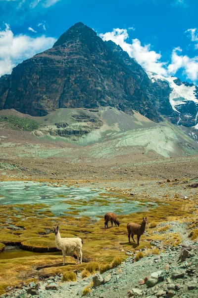 White Brown Llamas Guardando Oltre Erba Nella Valle Dei Lama — Foto Stock