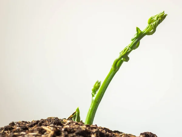 Joven Chayote Stem Sechium Edule También Conocido Como Mirliton Squash — Foto de Stock