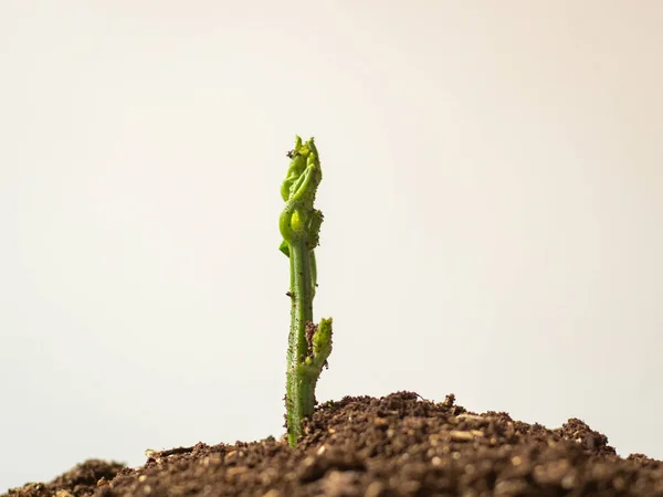 Young Chayote Stem Sechium Edule Also Known Mirliton Squash Cucurbitaceae — 스톡 사진