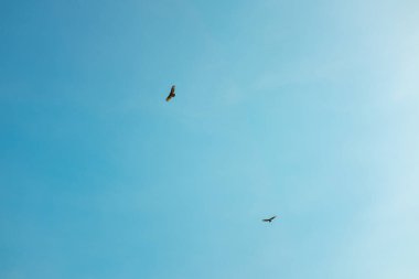 Türkiye Akbabaları (Cathartes aura) Choro Road, La Paz / Bolivya 'da Açık Mavi Gökyüzünde Çember içinde Uçuyorlar