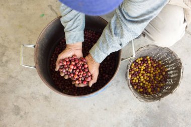Çiftçi Sarı ve Kırmızı Organik Kahve Sepetinde Meyve Topluyor