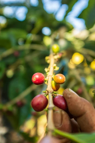 コロイコ ラパス ボリビアの支店でオーガニックコーヒーの赤と緑の果実を示す茶色の手 — ストック写真