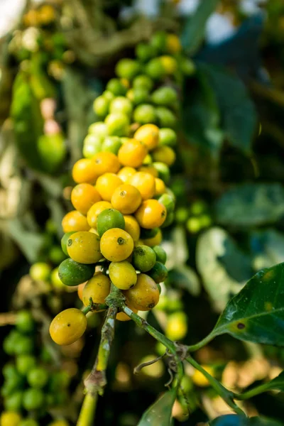 Green Yellow Fruits Organic Coffee Branches Coroico Paz Bolivia — стокове фото