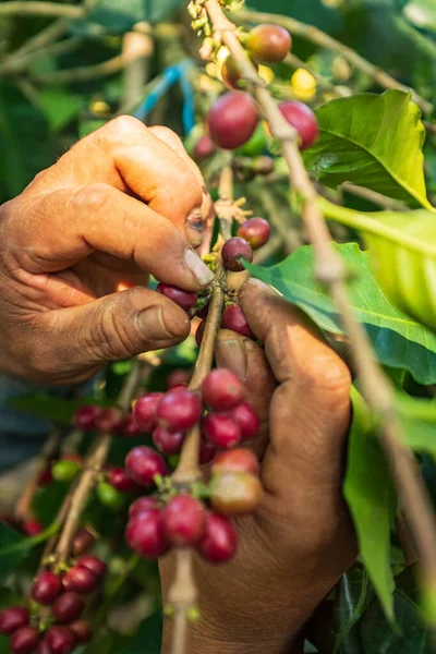 Brown Hands Showing Red Fruits Organic Coffee Branches Coroico Paz — стокове фото