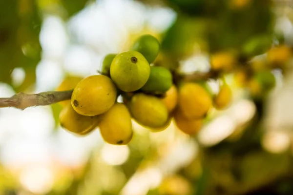 Zielone Żółte Owoce Organicznej Kawy Oddziałach Coroico Paz Boliwia — Zdjęcie stockowe