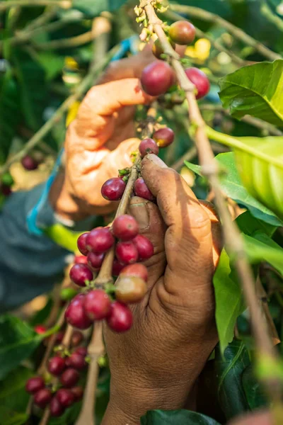 Brown Hands Showing Red Fruits Organic Coffee Branches Coroico Paz — стокове фото