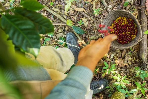 Brauner Bauer Pflückt Die Roten Und Gelben Früchte Der Biologischen — Stockfoto
