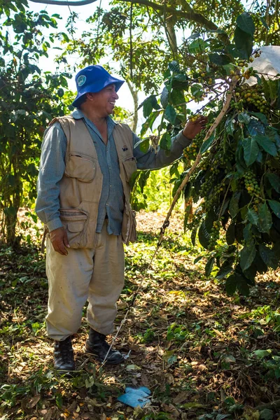 Coroico Paz Bolivien Juli 2016 Brauner Mann Pflückt Die Roten — Stockfoto