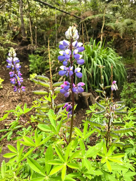 Lupin Lupinus Succulentus Květiny Fialovými Růžovými Okvětními Lístky Medellinu Antiokvia — Stock fotografie