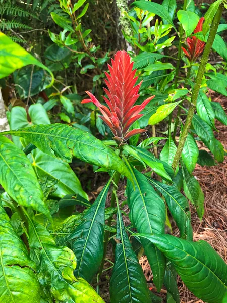 Czerwony Bromeliad Roślin Wielu Płatków Jak Liście Zielonym Ogrodzie Medellin — Zdjęcie stockowe