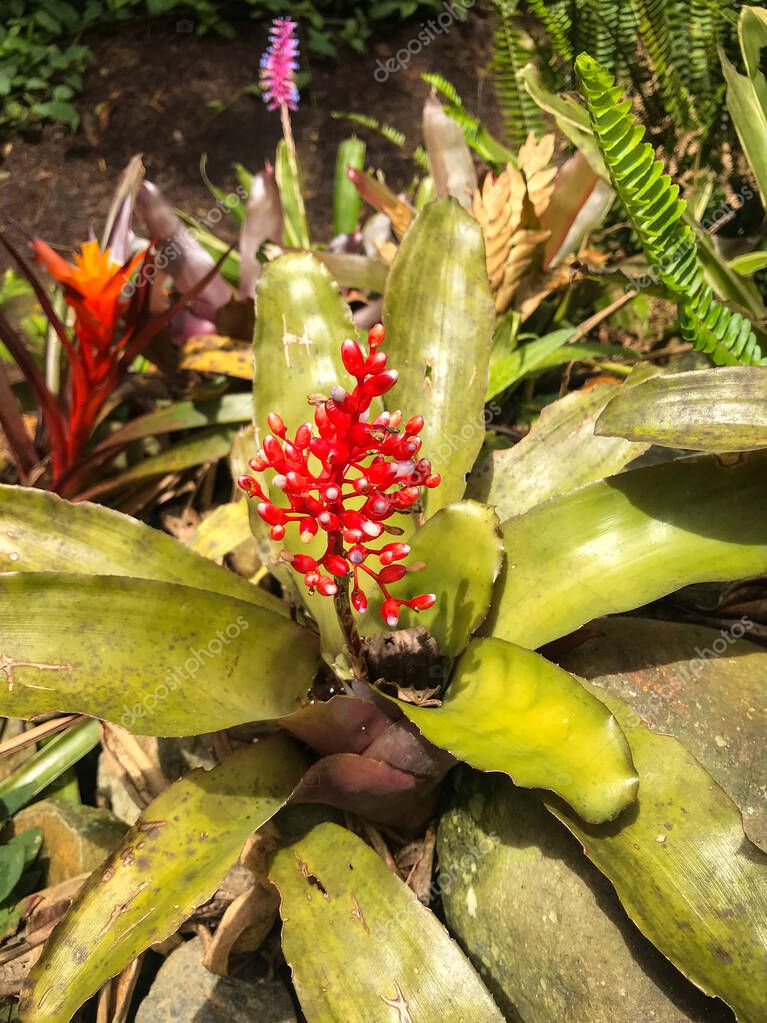 Bromeliad Billbergia pyramidalis~Exotic Tropical Plant~Flaming Torch Bromeliad~2