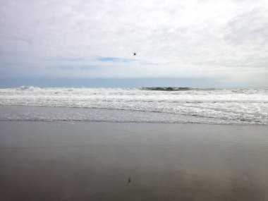 Mejia, Arequipa / Peru 'daki Kum Sahili ve Pasifik Okyanusu üzerinde uçan martı.