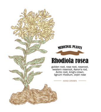 Rhodiola rosea or golden root vector illustration. Hand drawn me clipart