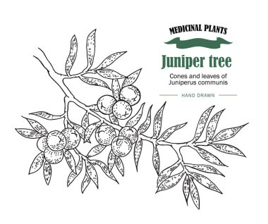 Ardıç ağacı vektör çizim. Juniperus koniler ans yaprakları 