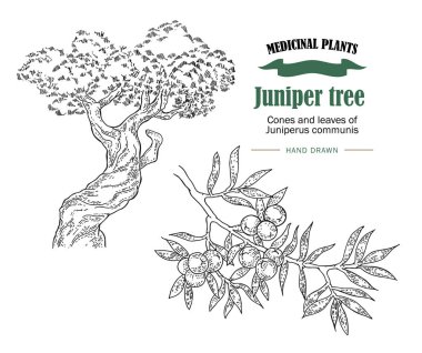 Ardıç ağacı vektör çizim. Juniperus koniler ans yaprakları 