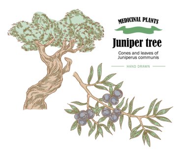 Ardıç ağacı vektör çizim. Juniperus koniler ans yaprakları 