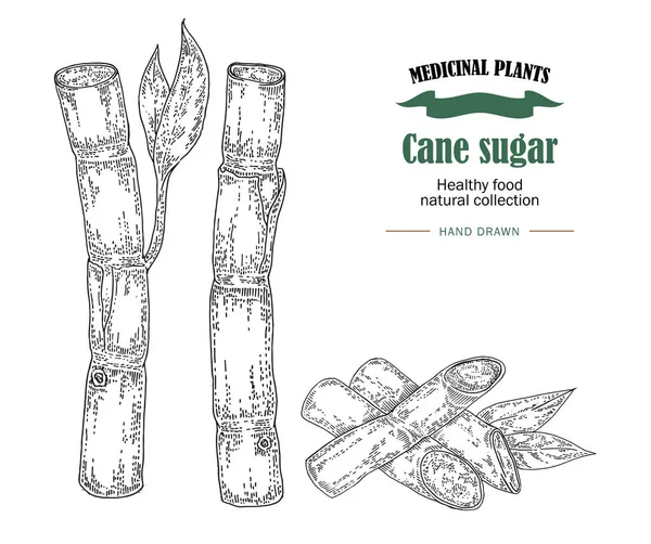 Ilustracja wektorowa cukru trzcinowego. Ręcznie rysowane roślin leczniczych i — Wektor stockowy