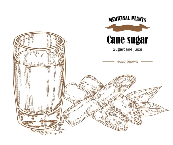 甘蔗糖和未经加工的甘蔗汁矢量图。手绘我 — 图库矢量图片