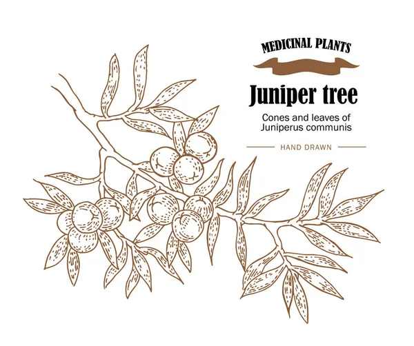 Ilustrasi vektor pohon Juniper. Kerucut daun dari Juniperus - Stok Vektor