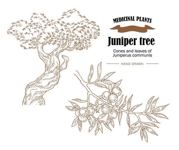 Ilustración del vector del árbol de enebro. Conos y hojas de Juniperus — Archivo Imágenes Vectoriales