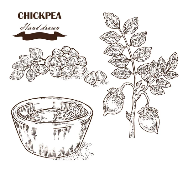 Hand drawn chickpea plant. Seeds, chickpea leaves and plate with — Stock Vector