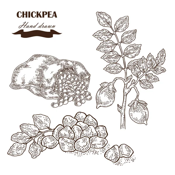 Handgezeichnete Kichererbsenpflanze. Samen, Kichererbsenblätter und Sack mit — Stockvektor