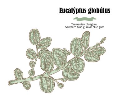 Elle çizilmiş okaliptüs şube. Vektör çizim