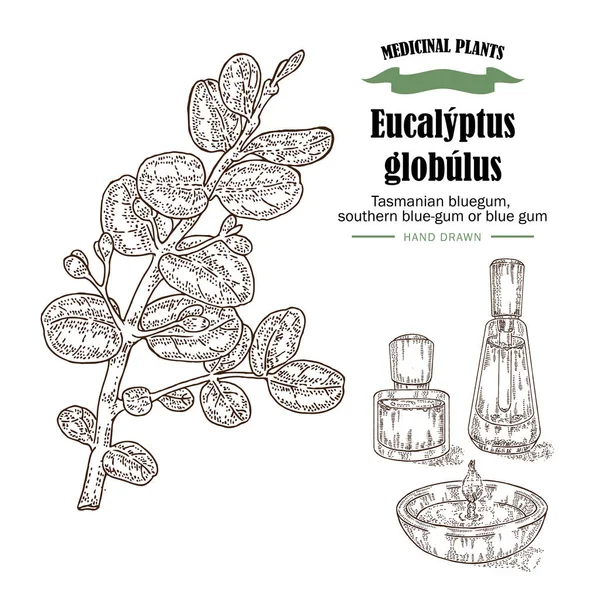 Hand drawn eucalyptus leaves and fruits. Eucalyptus globulus — Stock Vector