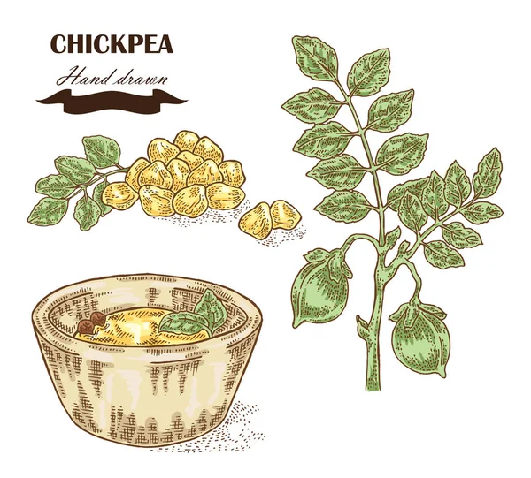 Hand drawn chickpea plant. Seeds, chickpea leaves and plate with pea — Stock Vector